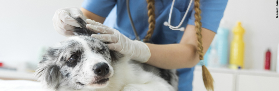 Medicina Veterinária (Unaí)