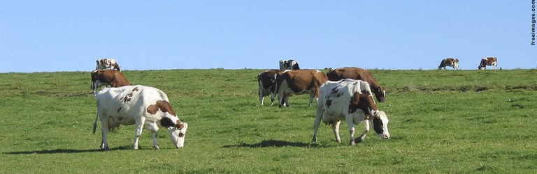 Zootecnia (Unaí)